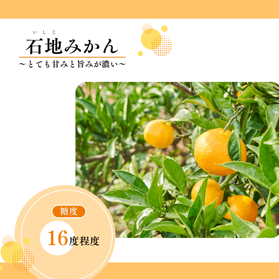 八幡浜向灘みかん