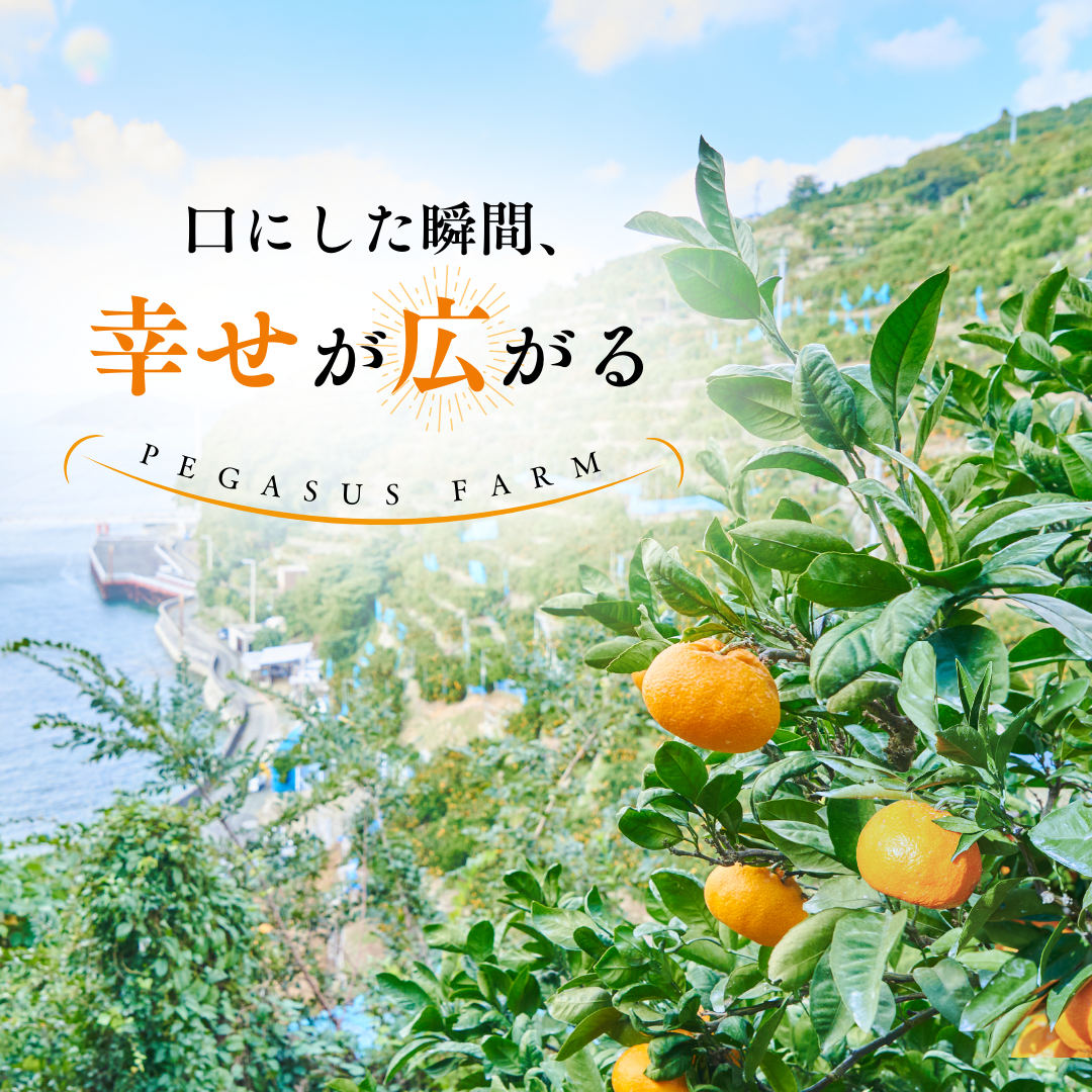 八幡浜向灘みかん
