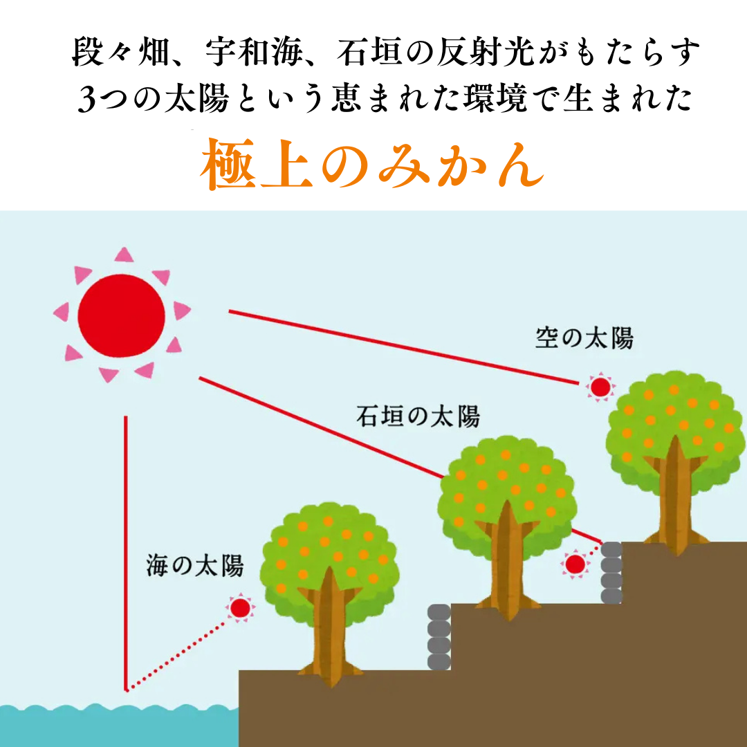 八幡浜向灘みかん
