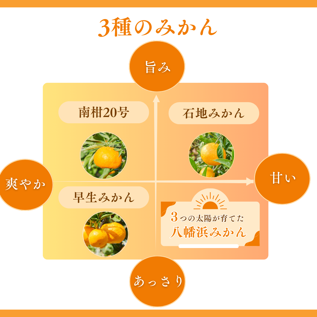 八幡浜向灘みかん