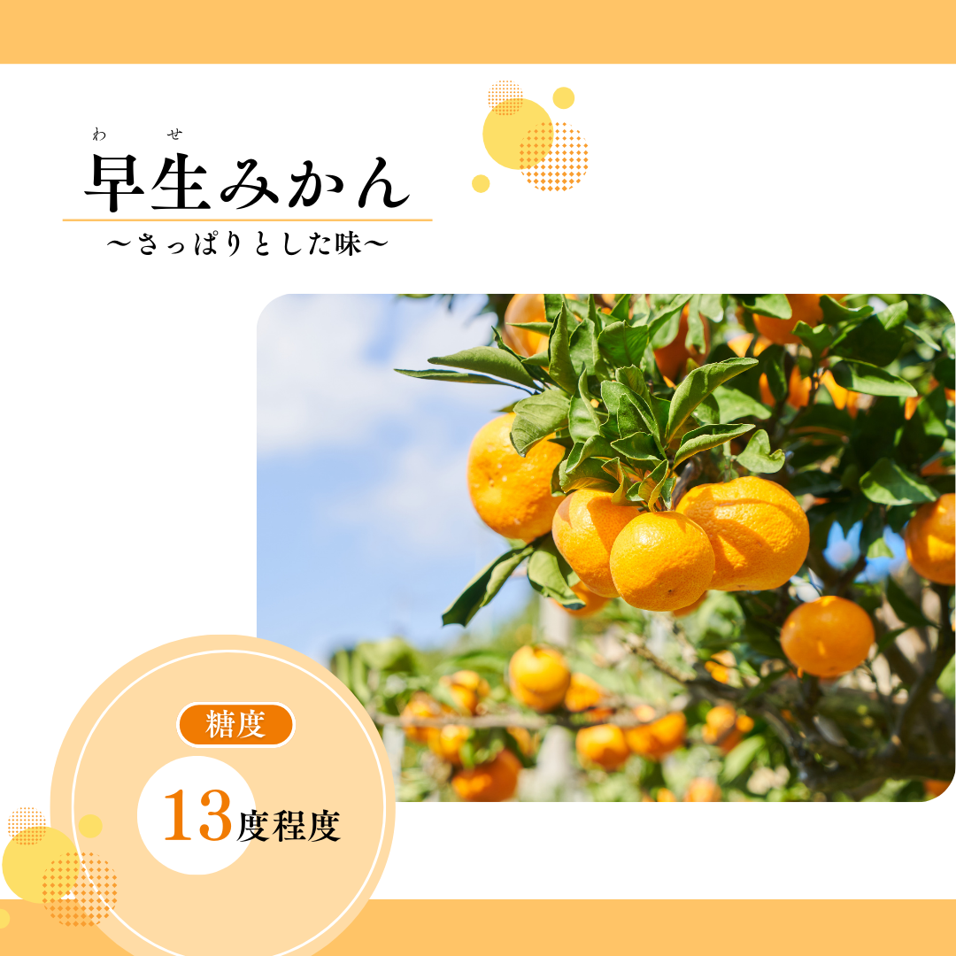 八幡浜向灘みかん