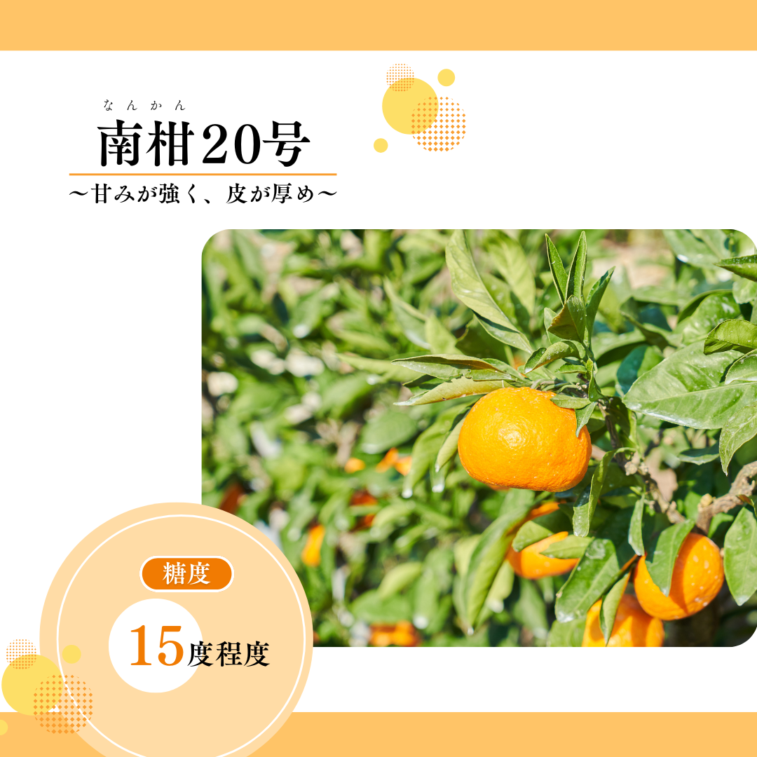 八幡浜向灘みかん
